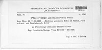 Nothophaeocryptopus gaeumannii image